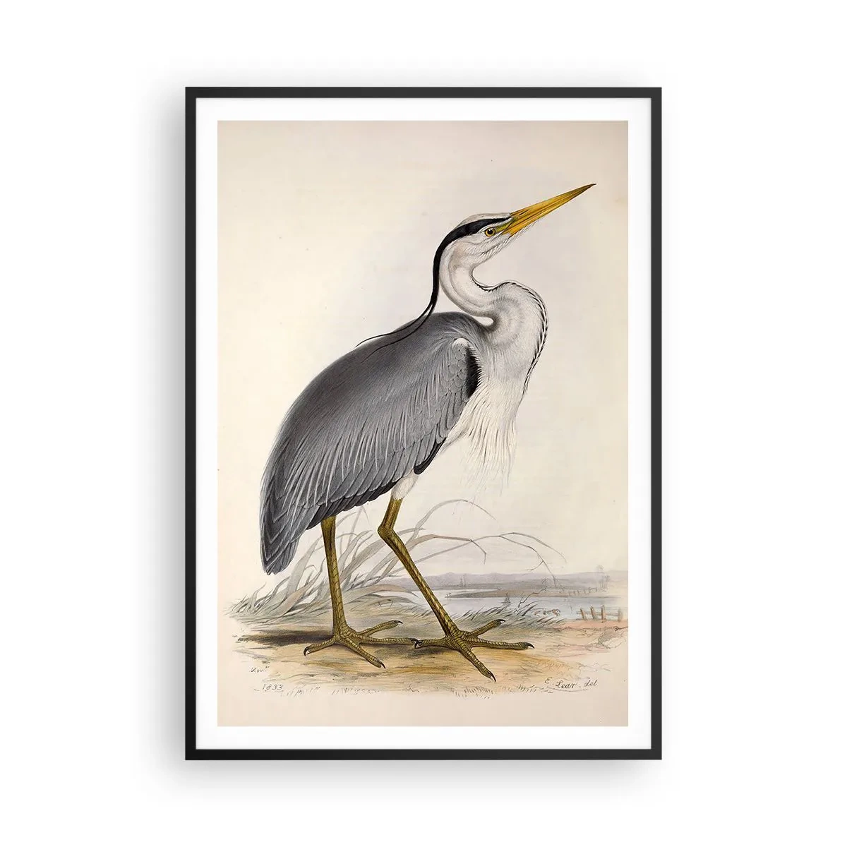 Plakat w czarnej ramie - Czapli wdzięk - 70x100 cm