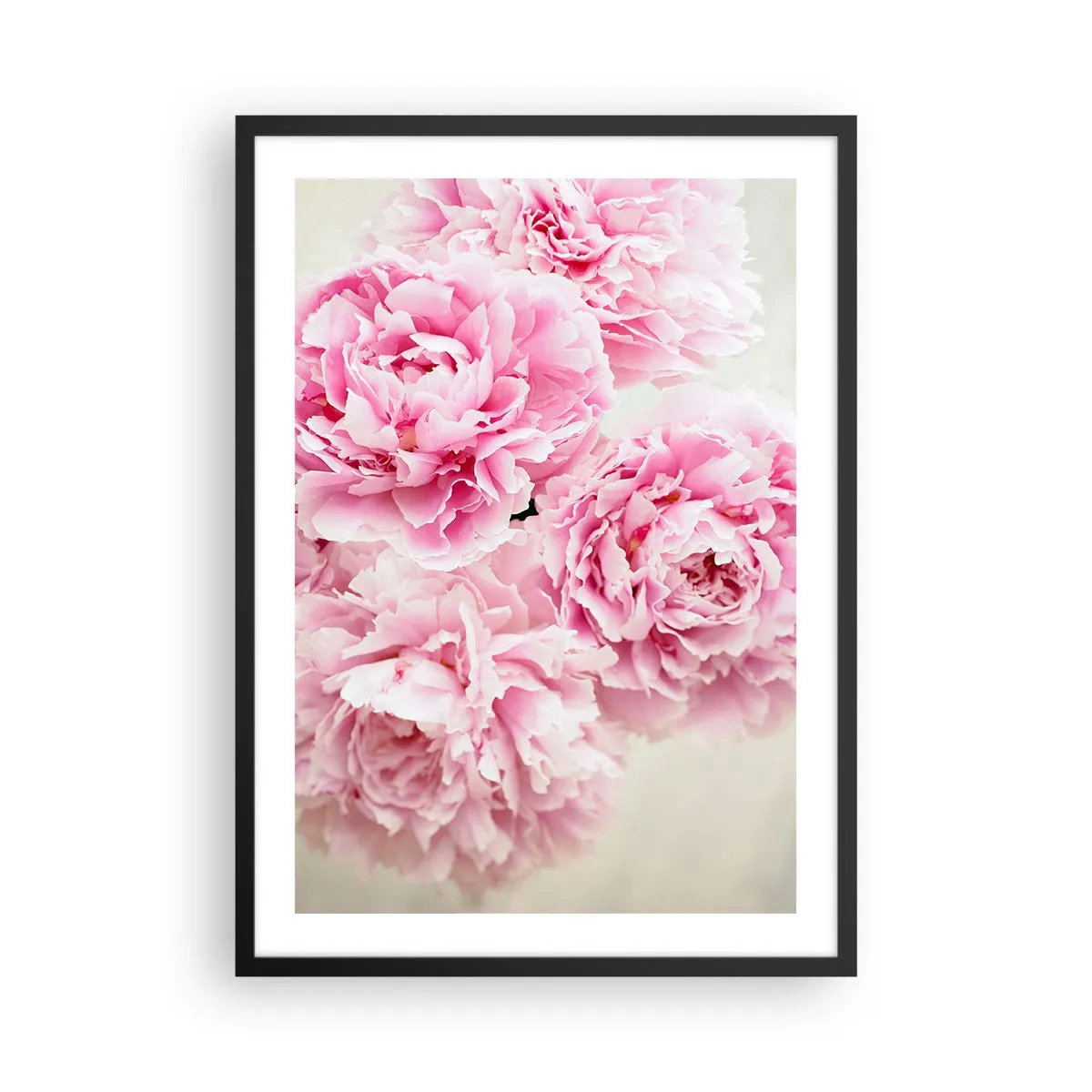 Plakat w czarnej ramie - Bukiet różowych piwonii na jasnym tle - 50x70cm - W różowym przepychu - Nowoczesna dekoracja ścienna do salonu i sypialni ARTTOR