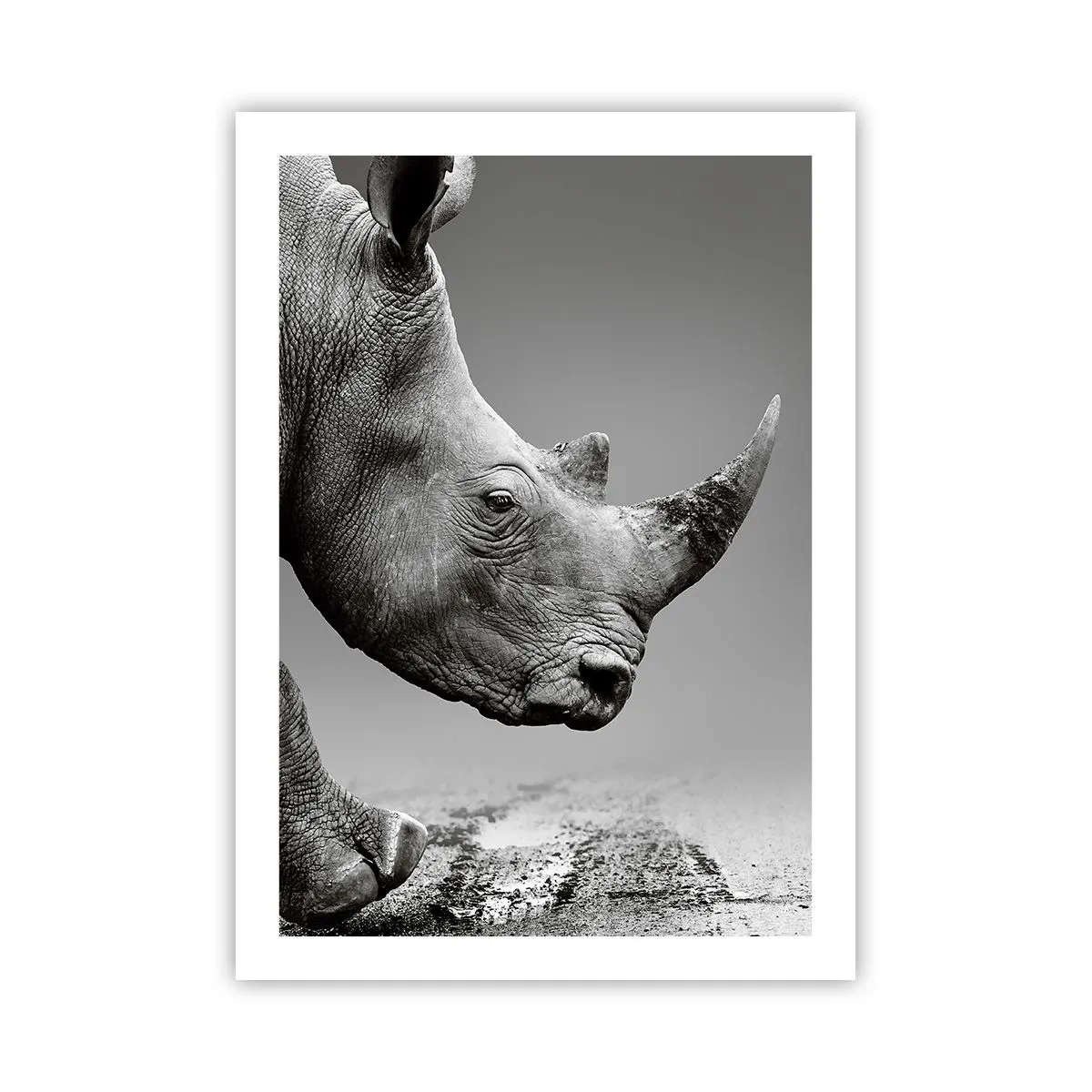 Plakat - Czarno-białe zbliżenie głowy nosorożca - 50x70cm - Niepowstrzymana siła - Nowoczesna dekoracja ścienna do salonu, kuchni i sypialni ARTTOR