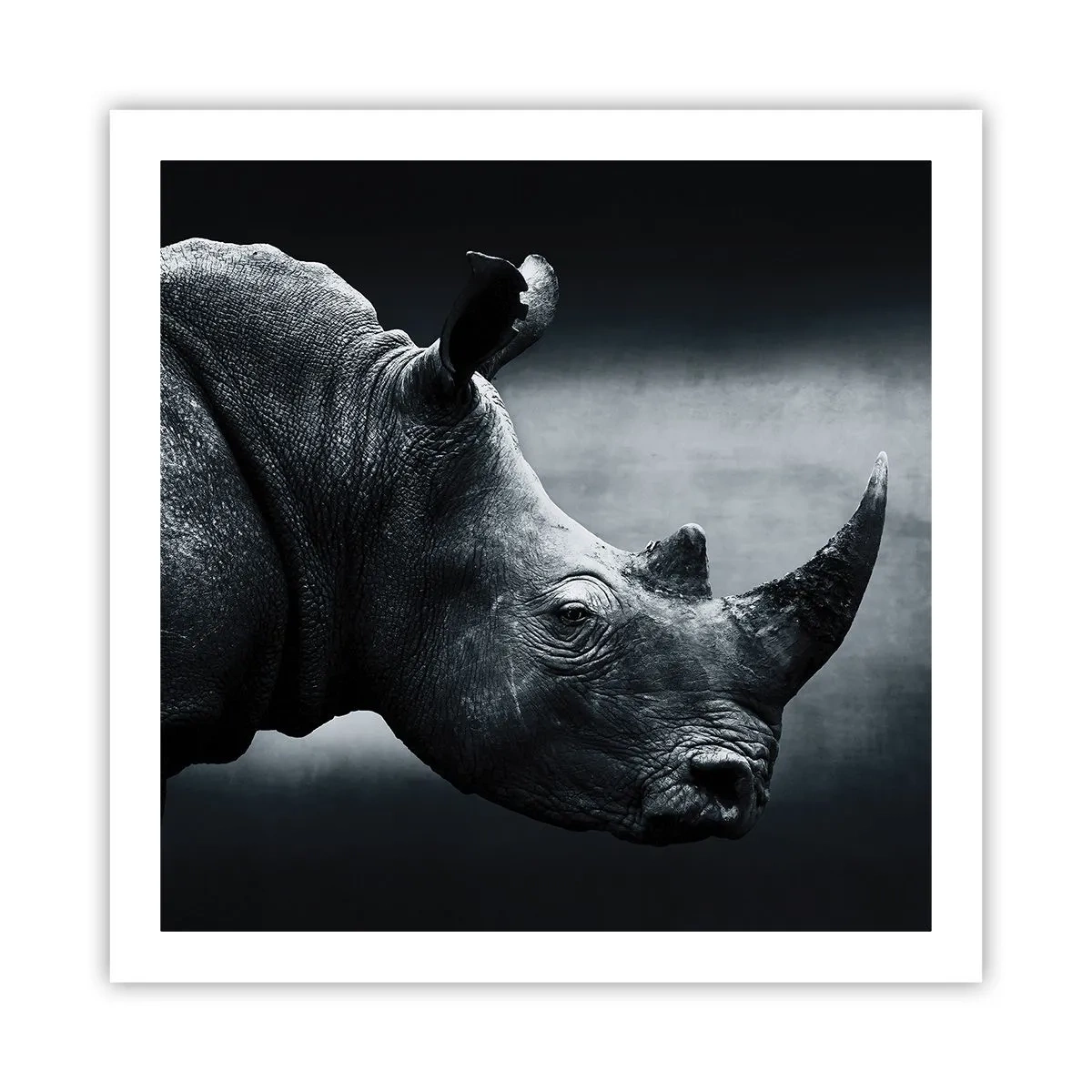 Plakat - Prawy profil - 60x60 cm