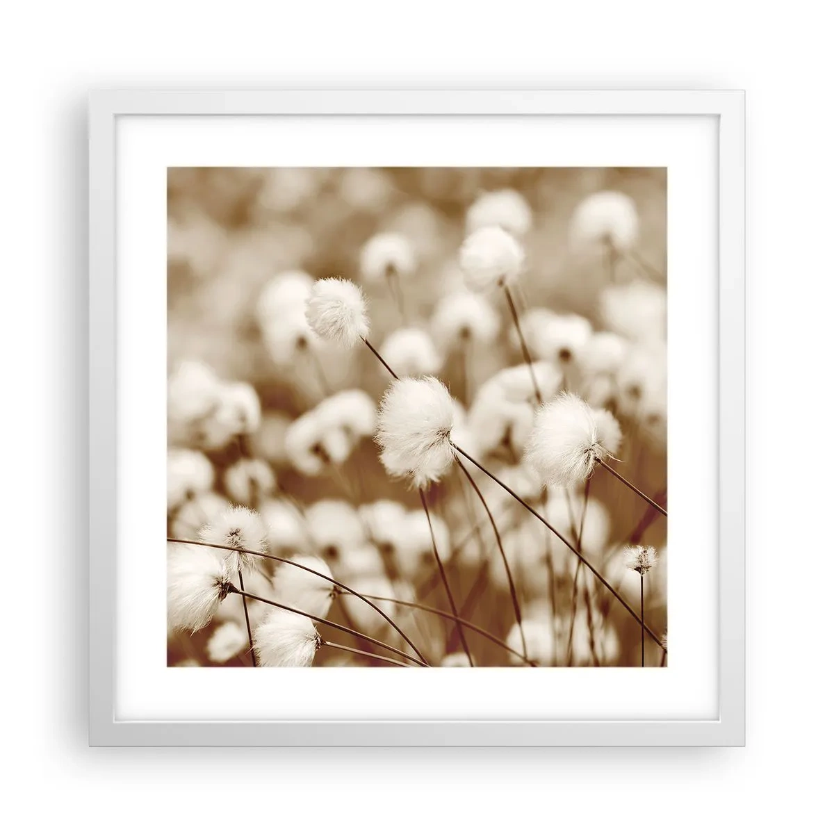 Plakat w białej ramie - Puszysty łan - 40x40 cm