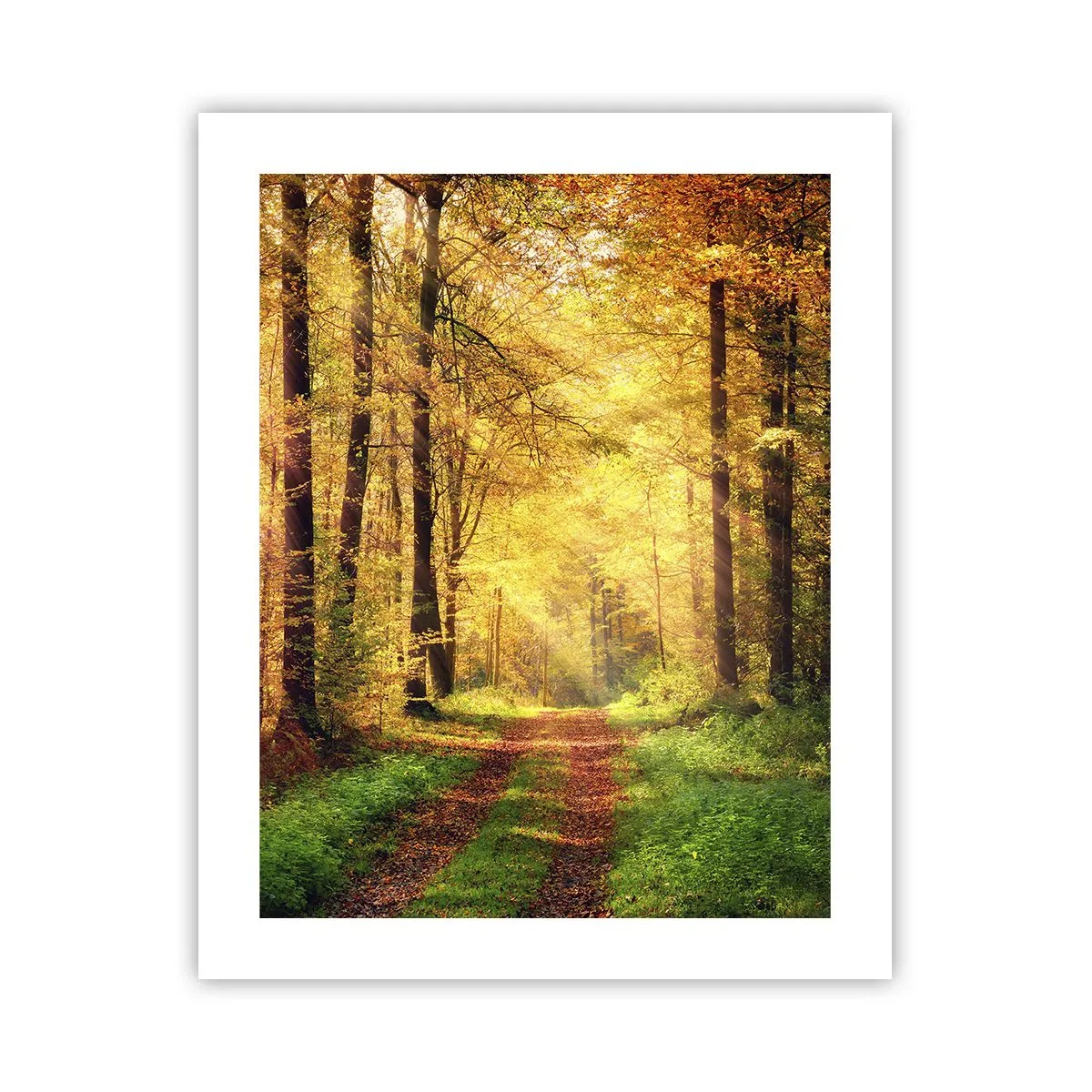 Plakat - Leśno-złota cisza - 40x50 cm