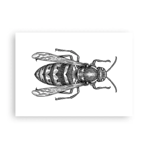 Plakat - Z owadziej planety - 70x50 cm