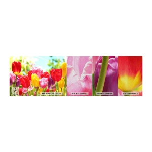 Fototapeta Próbka Premium Sand - To my, kolory maja! - Kwiaty, Tulipany, Ogród - 100x30 cm
