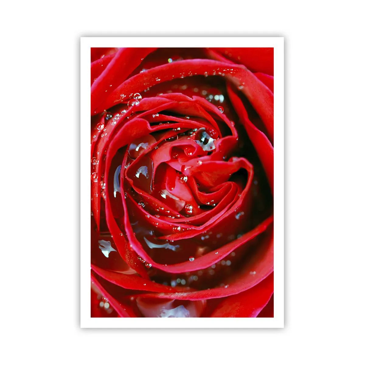 Plakat - W kroplach rosy - 70x100 cm