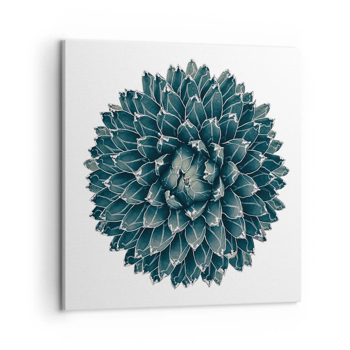 Obraz na płótnie - Gwiazda pustyni - 50x50 cm