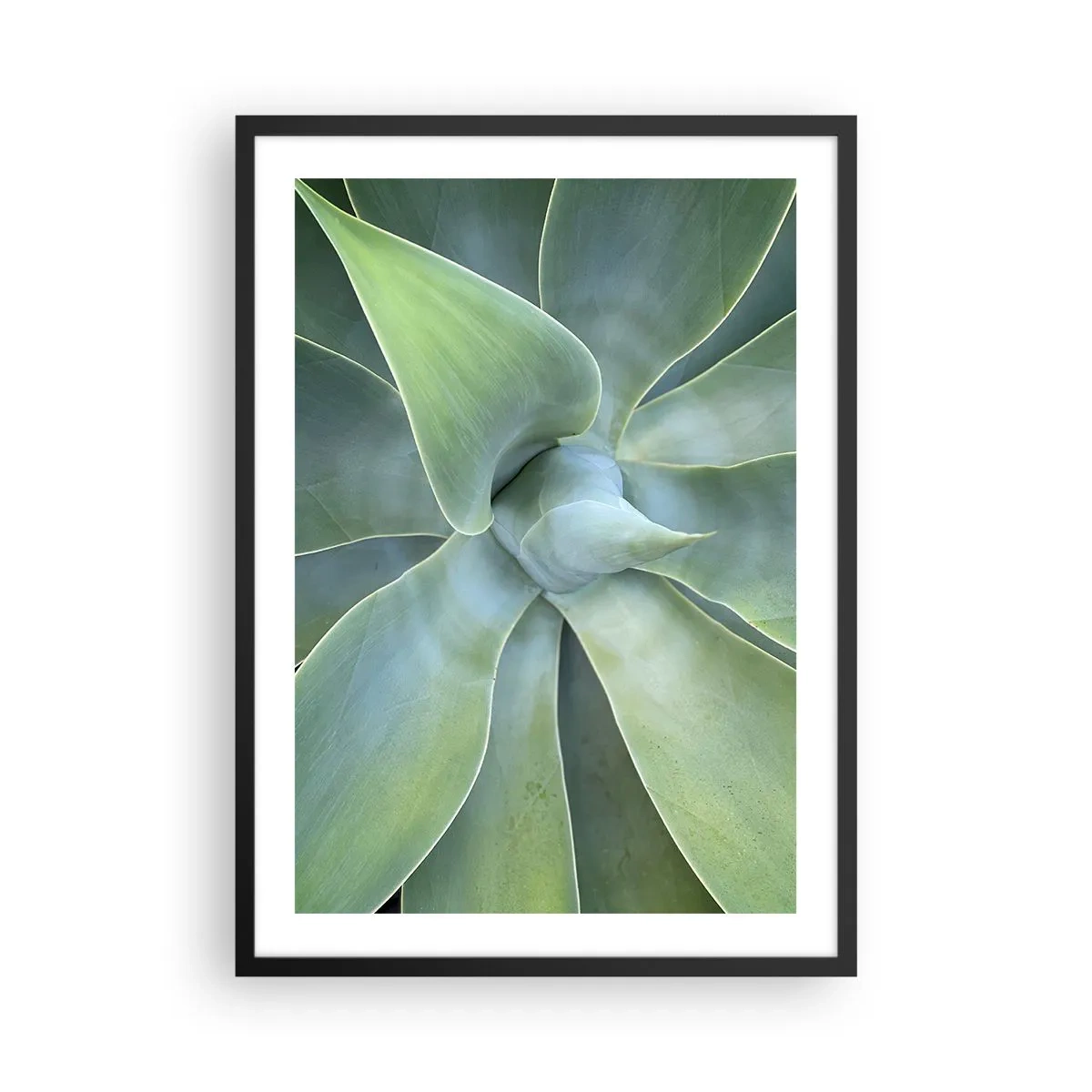 Plakat w czarnej ramie - Zbliżenie na symetryczne liście sukulenta - 50x70cm - Narodziny zieleni - Nowoczesna dekoracja ścienna do salonu i sypialni ARTTOR
