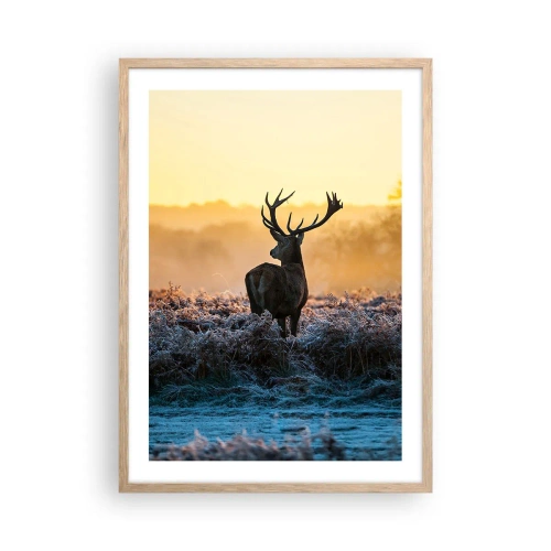 Plakat w ramie jasny dąb - Koronowany na swoich włościach - 50x70 cm