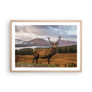 Plakat w ramie jasny dąb - Majestat natury - 70x50 cm