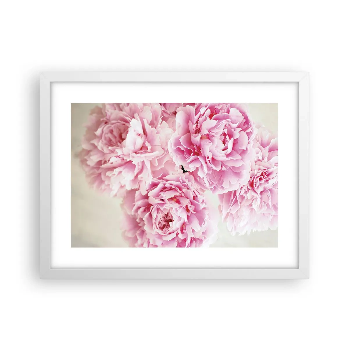 Plakat w białej ramie - W różowym przepychu - 40x30 cm