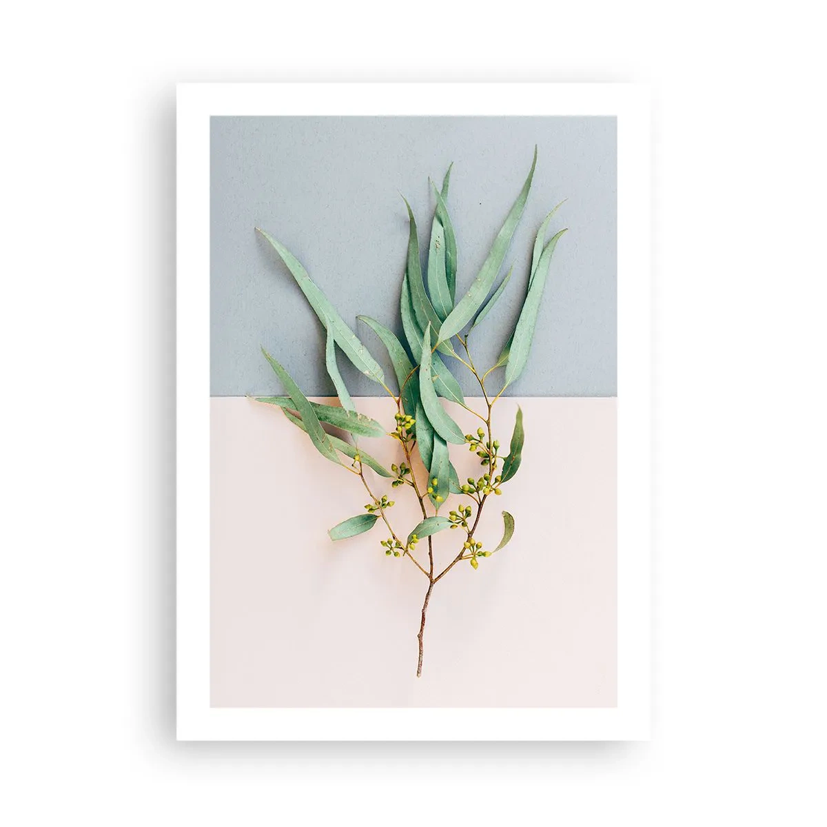 Plakat - Gałązka eukaliptusa na pastelowym tle - 50x70cm - Pastelowa subtelność - Nowoczesna dekoracja ścienna do salonu, kuchni i sypialni ARTTOR