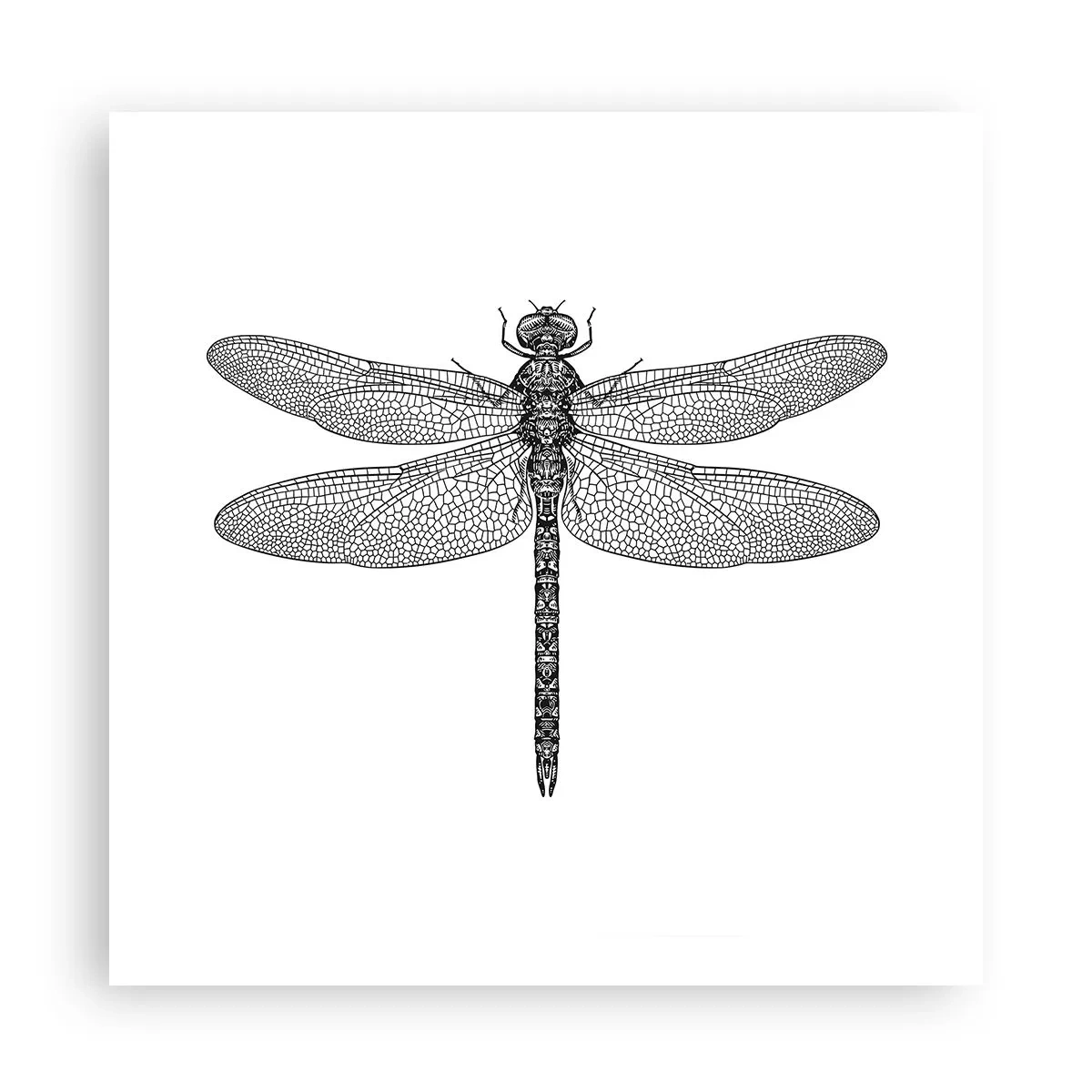 Plakat - Precyzja natury - 60x60 cm