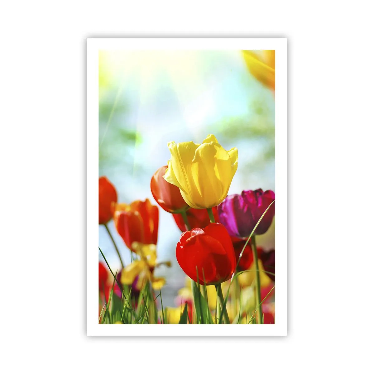 Plakat - Wszystkie barwy słońca - 61x91 cm