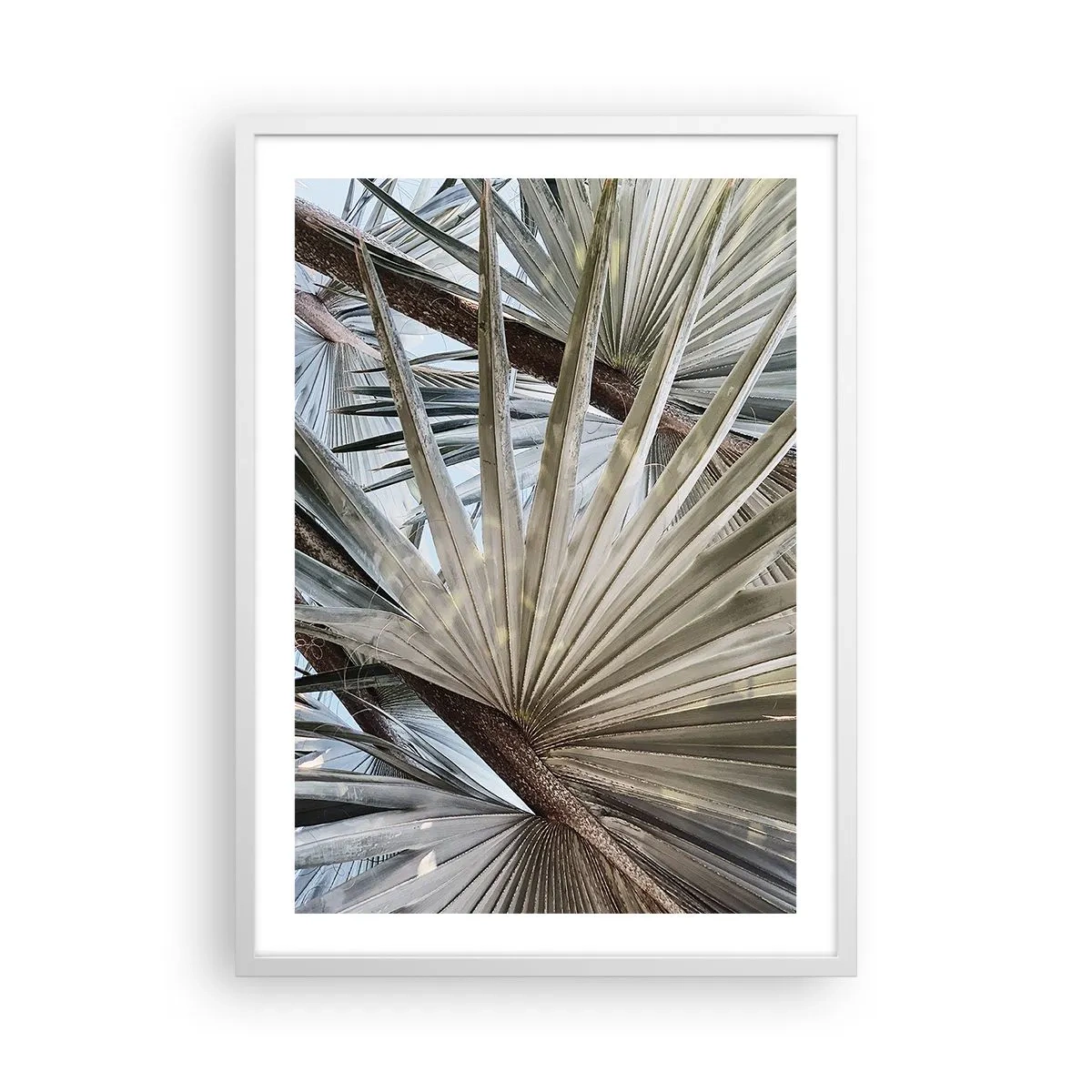 Plakat w białej ramie - Wachlarze w tropikach - 50x70 cm