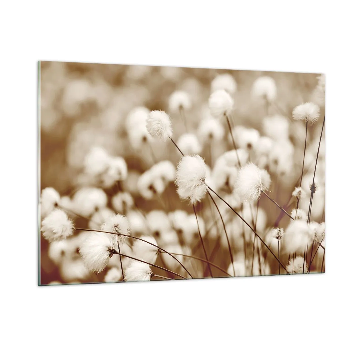 Obraz na szkle - Pole puszystych traw w odcieniach sepii - 120x80cm - Puszysty łan - Nowoczesna dekoracja ścienna do salonu, kuchni i sypialni ARTTOR