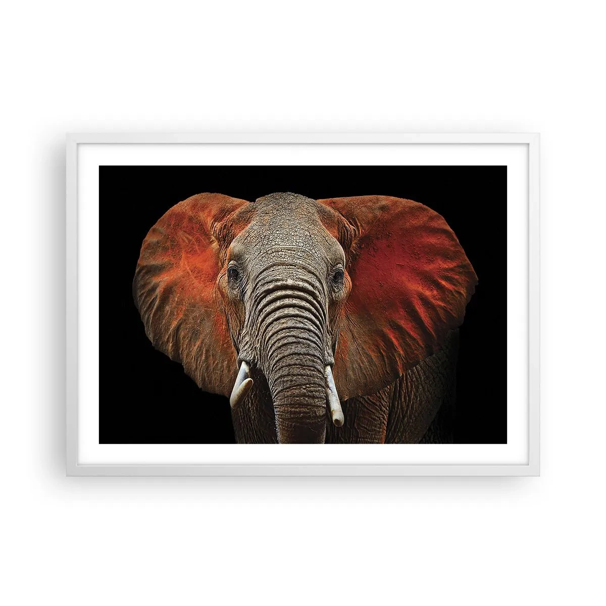 Plakat w białej ramie - Jestem dziki, a ty? - 70x50 cm