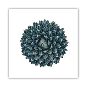 Plakat - Gwiazda pustyni - 50x50 cm