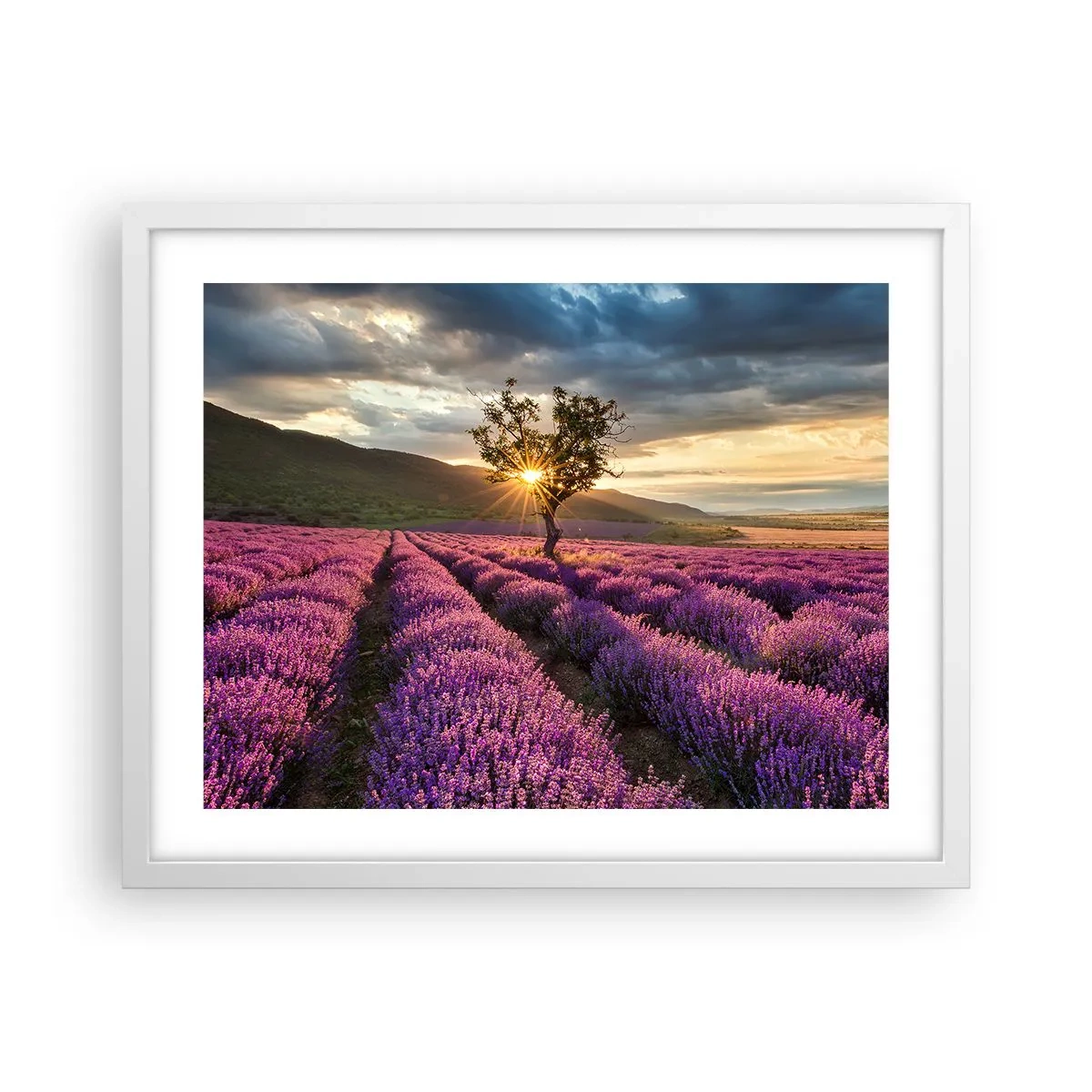 Plakat w białej ramie - Aromat w kolorze lila - 50x40 cm