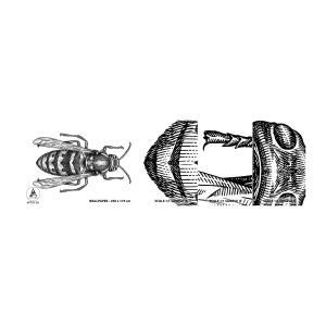 Fototapeta Próbka Standard Eco - Z owadziej planety - Osa, Owad, Minimalistyczny - 100x30 cm