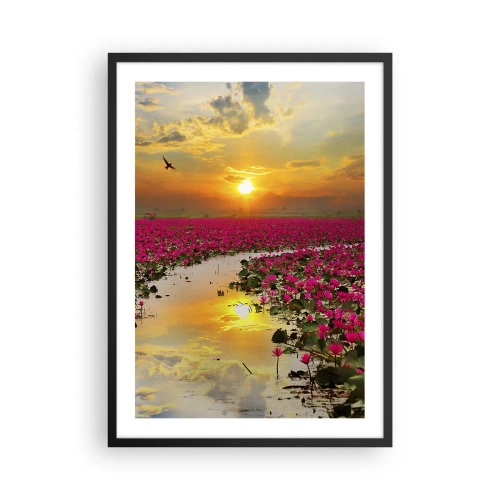 Plakat w czarnej ramie - Pole różowych lilii wodnych o zachodzie słońca - 50x70cm - Tajemne życie jeziora - Nowoczesna dekoracja ścienna do salonu i sypialni ARTTOR