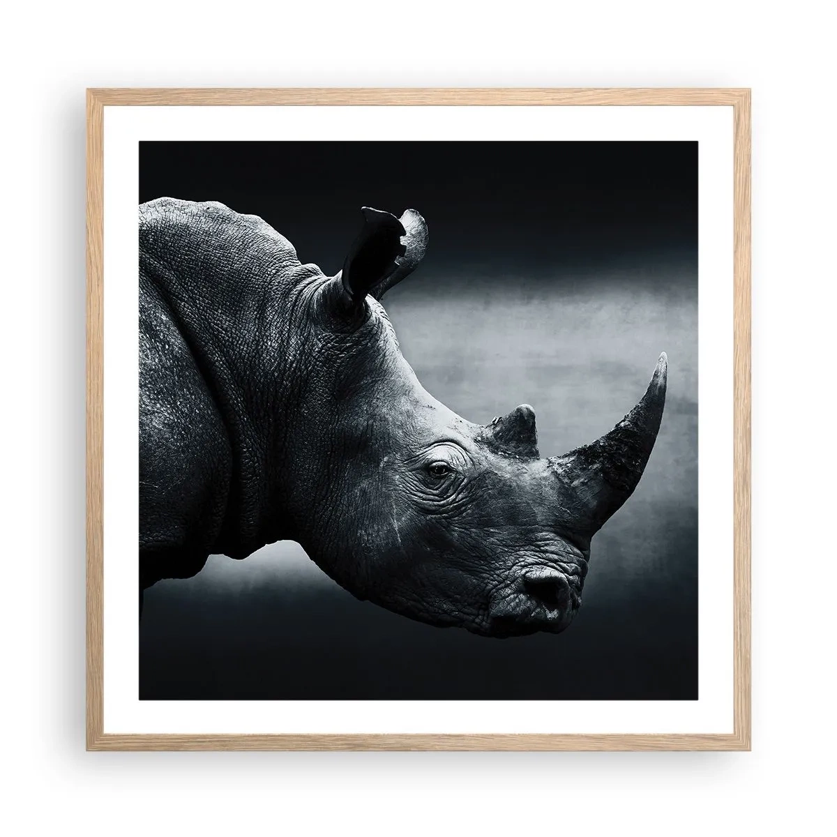 Plakat w ramie jasny dąb - Prawy profil - 60x60 cm