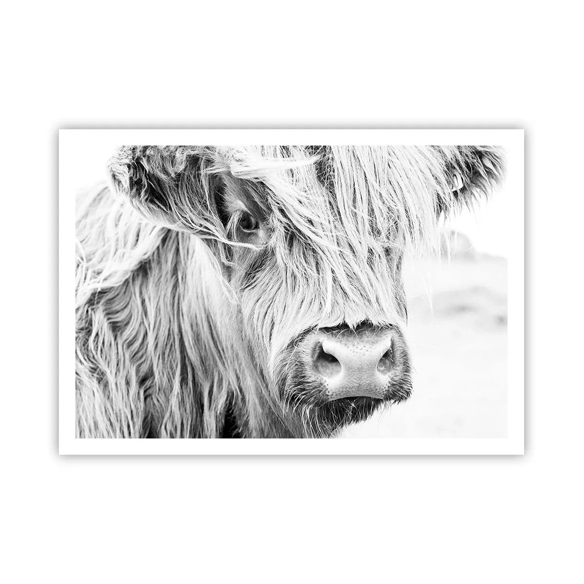 Plakat - Portret szkockiej krowy w czerni i bieli - 100x70cm - Szkocka dzikość - Nowoczesna dekoracja ścienna do salonu i sypialni ARTTOR