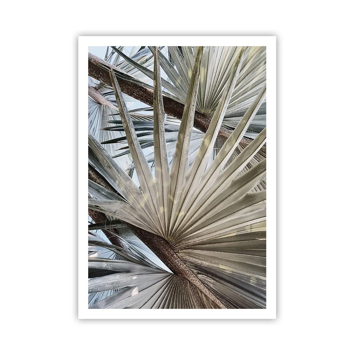 Plakat - Wachlarze w tropikach - 70x100 cm