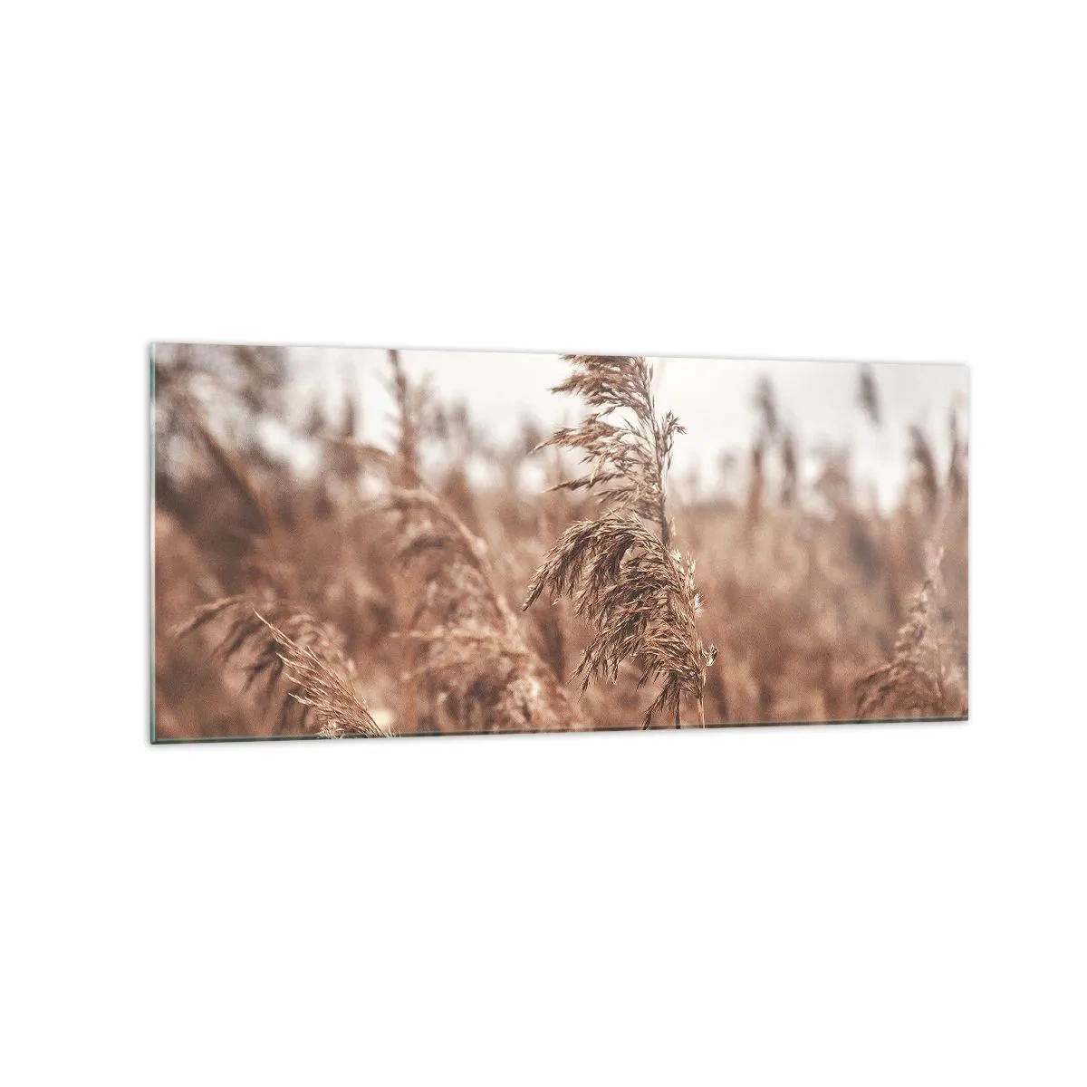 Obraz na szkle - Złote trawy na tle jesiennej scenerii - 120x50cm - Na polach już jesień - Nowoczesna dekoracja ścienna do salonu i sypialni ARTTOR