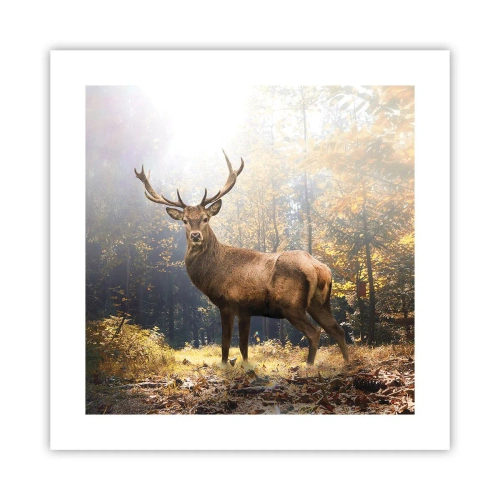 Plakat - W pełnym majestacie - 40x40 cm