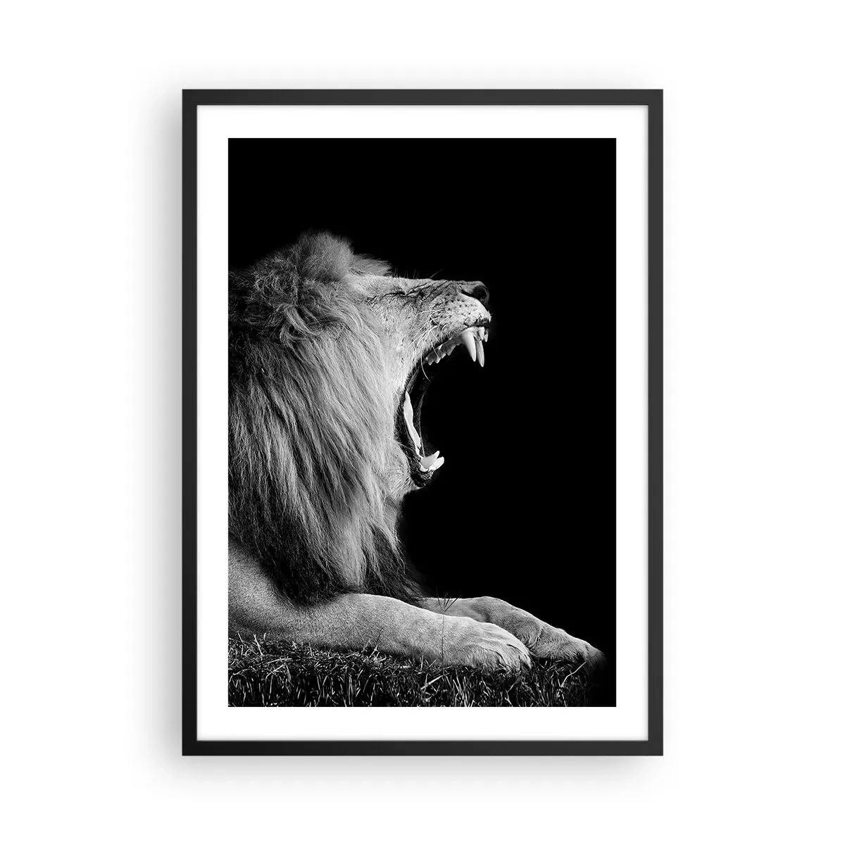 Plakat w czarnej ramie - Lew ryczący w monochromatycznym ujęciu - 50x70cm - Bez żadnych wątpliwości - Nowoczesna dekoracja ścienna do salonu i sypialni ARTTOR