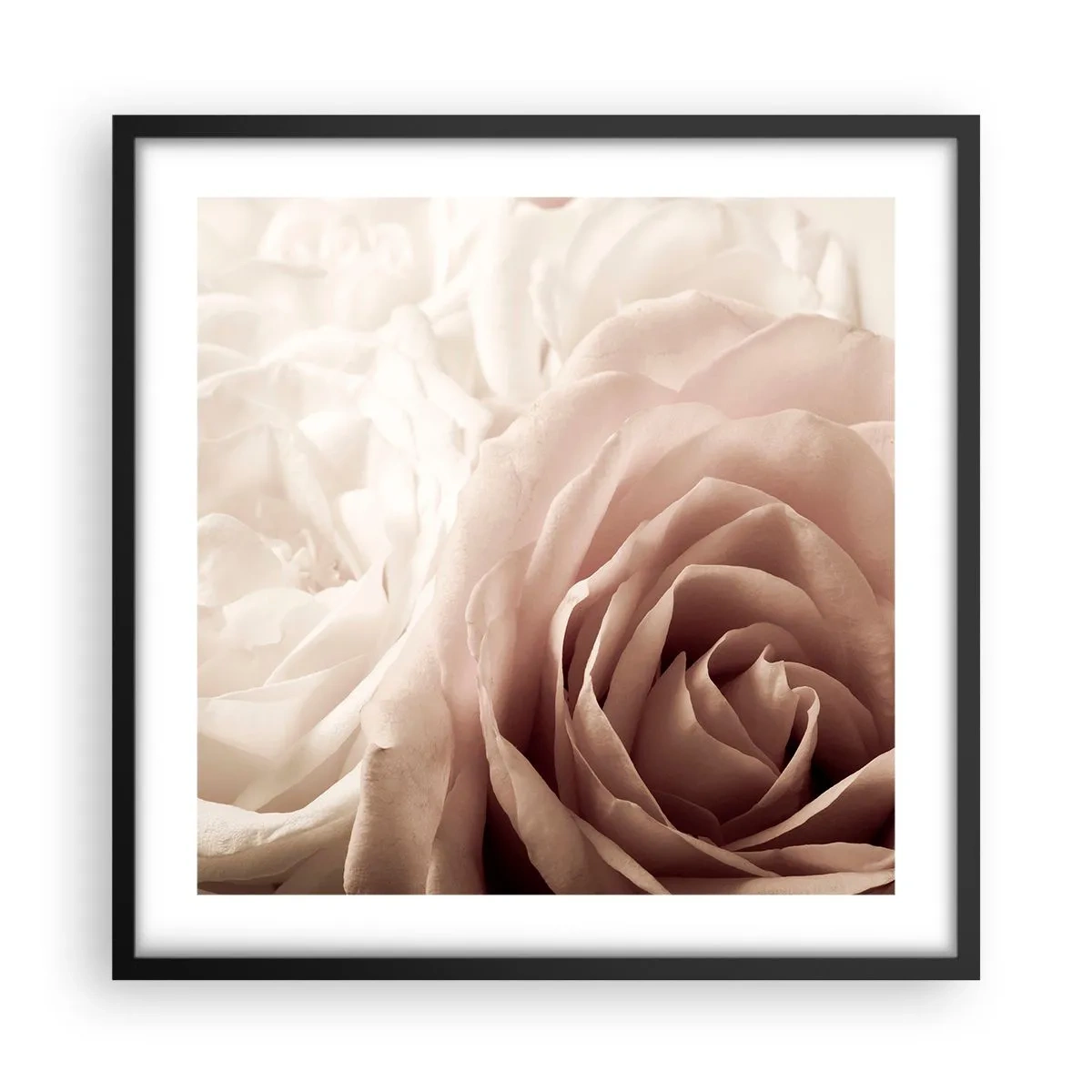 Plakat w czarnej ramie - W sercu róży - 50x50 cm
