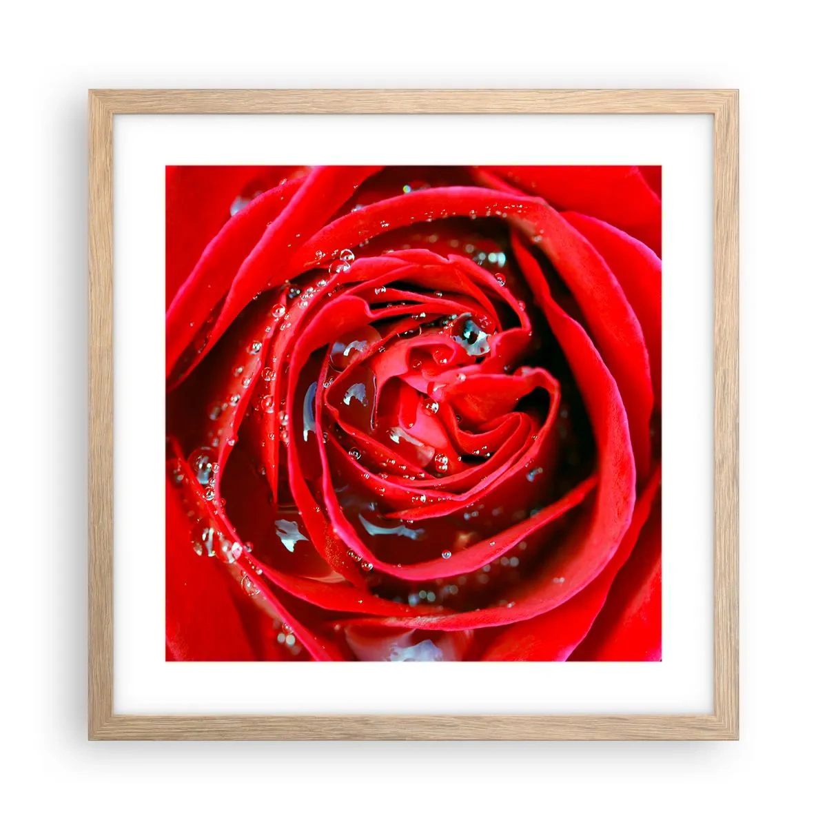 Plakat w ramie jasny dąb - W kroplach rosy - 40x40 cm
