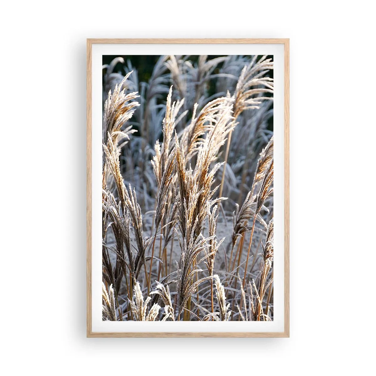 Plakat w ramie jasny dąb - Szronem ustrojone - 61x91 cm