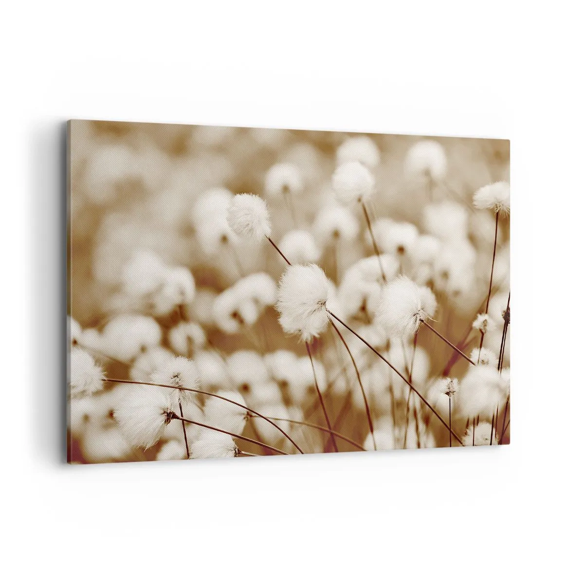 Obraz na płótnie - Pole delikatnych roślin w odcieniach sepia - 100x70cm - Puszysty łan - Nowoczesna dekoracja ścienna do salonu, kuchni i sypialni ARTTOR