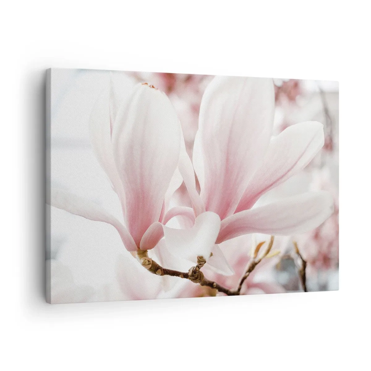 Obraz na płótnie - Delikatne kwiaty magnolii w pastelowych odcieniach - 70x50cm - Bezmiar czułości - Nowoczesna dekoracja ścienna do salonu i sypialni ARTTOR