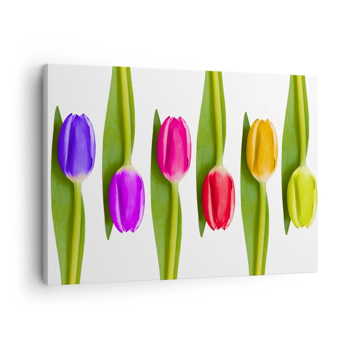 Obraz na płótnie - Różnokolorowe tulipany ułożone w rzędzie na białym tle - 70x50cm - Tęczowa kompozycja - Nowoczesna dekoracja ścienna do salonu i sypialni ARTTOR
