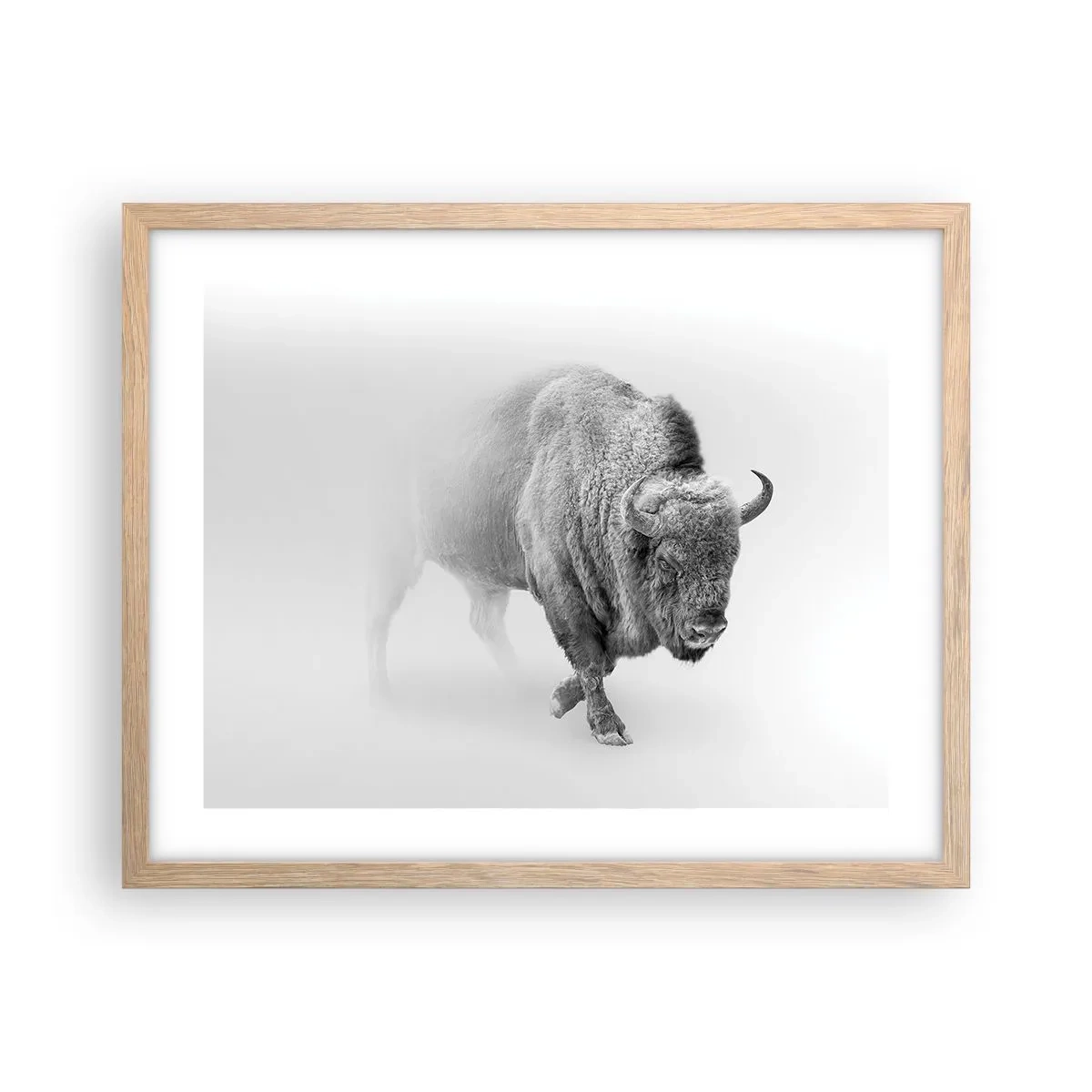 Plakat w ramie jasny dąb - Król prerii - 50x40 cm