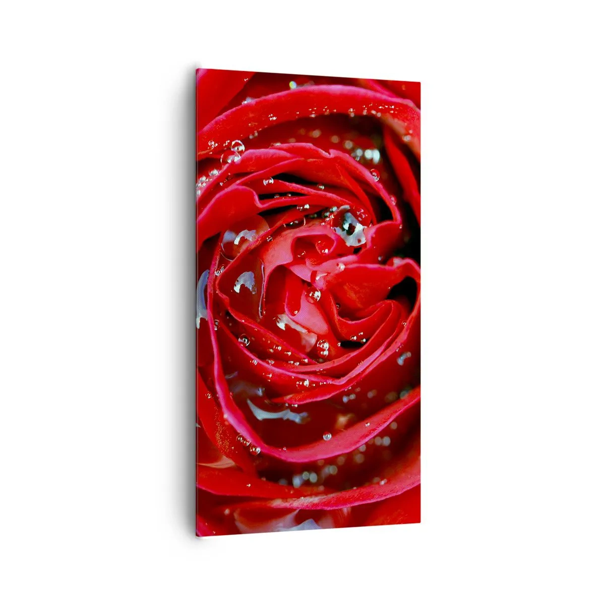 Obraz na płótnie - W kroplach rosy - 65x120 cm