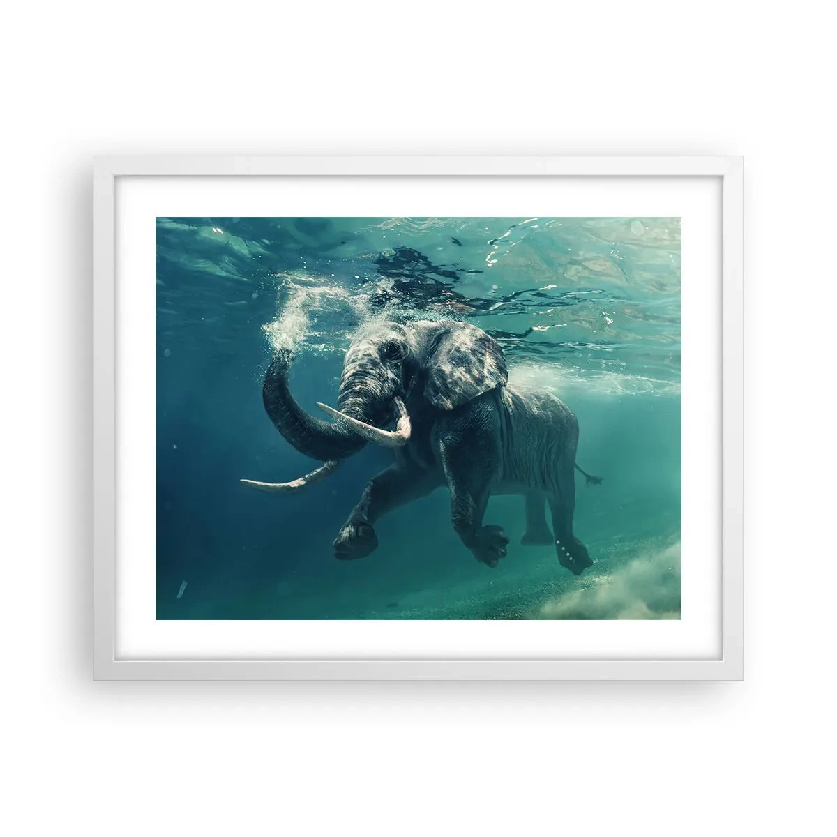 Plakat w białej ramie - Wszyscy lubią pływać - 50x40 cm