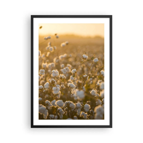 Plakat w czarnej ramie - Pole bawełny w ciepłym świetle zachodzącego słońca - 50x70cm - Puszyste pole - Nowoczesna dekoracja ścienna do salonu i sypialni ARTTOR