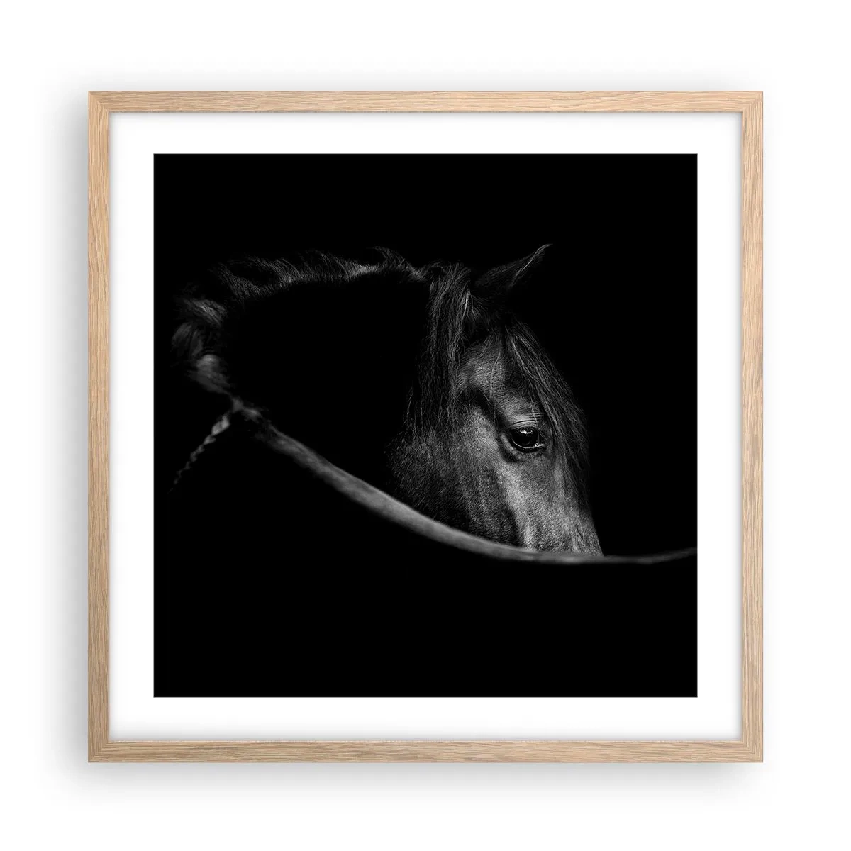 Plakat w ramie jasny dąb - Czarny książę - 50x50 cm