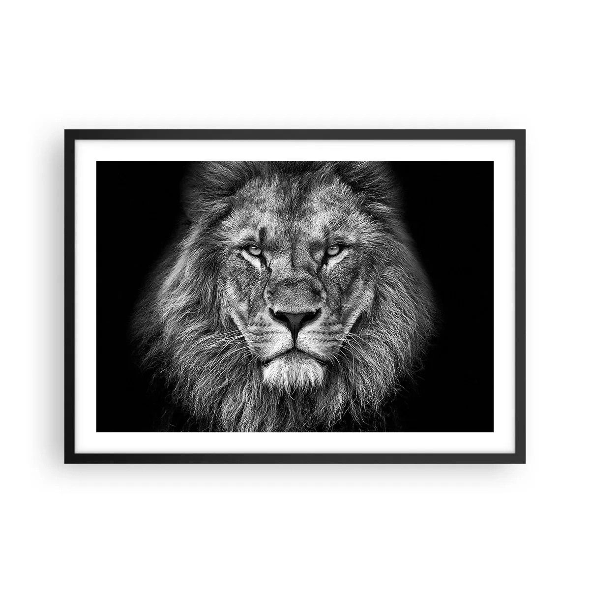 Plakat w czarnej ramie - Portret majestatycznego lwa w czarno-białej tonacji - 70x50cm - W stroju koronacyjnym - Nowoczesna dekoracja ścienna do salonu i sypialni ARTTOR
