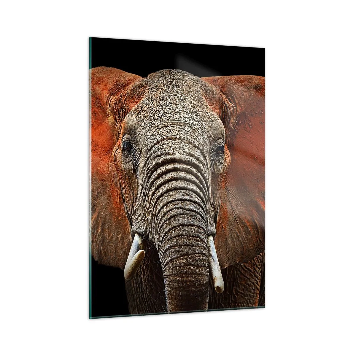 Obraz na szkle - Portret majestatycznego słonia na czarnym tle - 50x70cm - Jestem dziki, a ty? - Nowoczesna dekoracja ścienna do salonu, kuchni i sypialni ARTTOR
