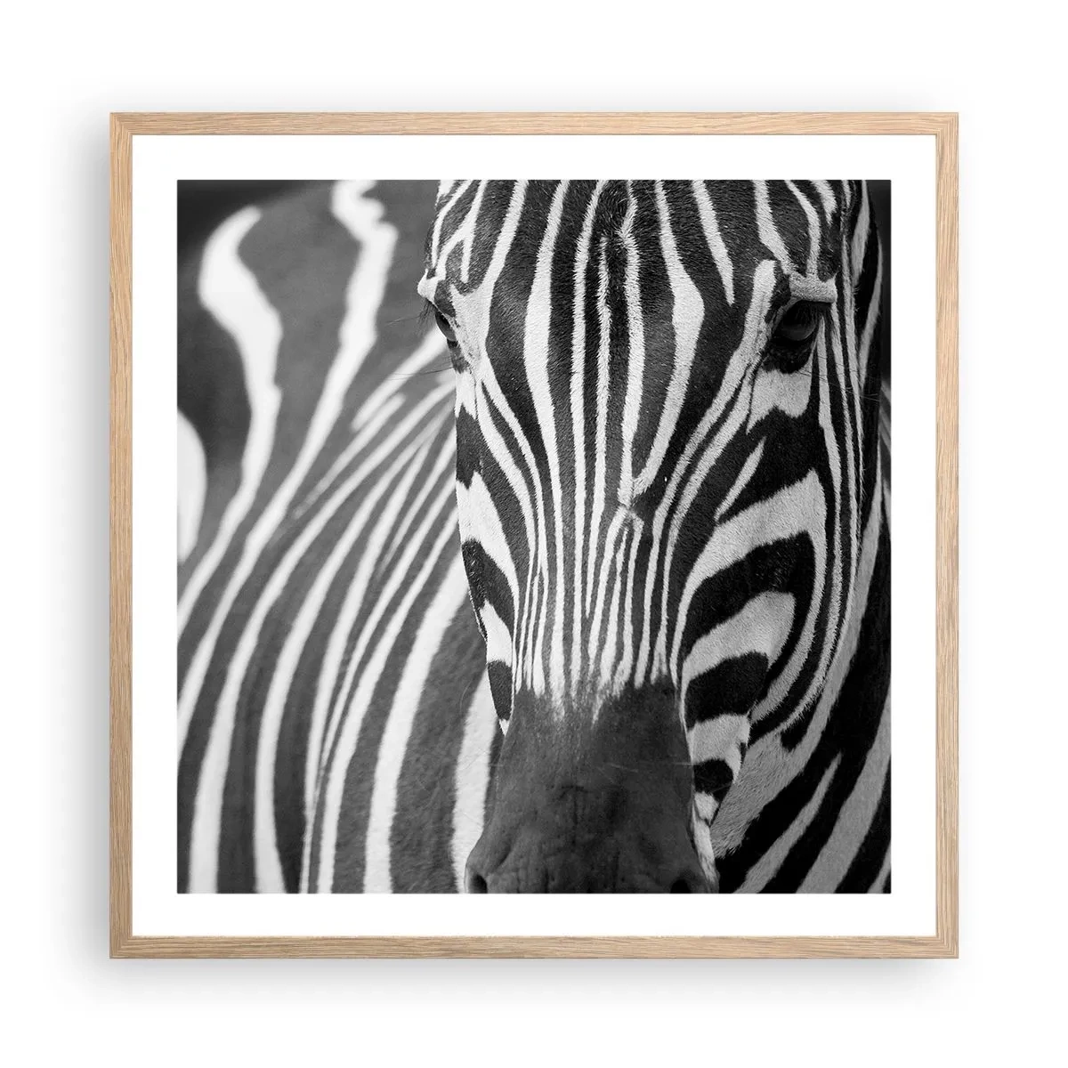 Plakat w ramie jasny dąb - Świat jest czarno-biały - 60x60 cm