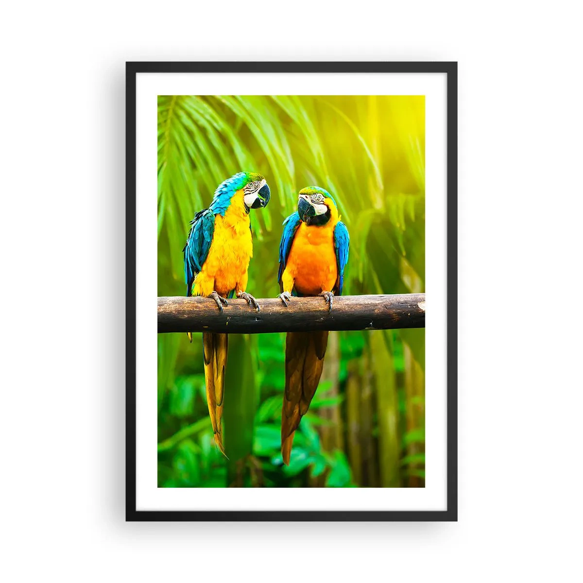 Plakat w czarnej ramie - Papugi w żywych kolorach w tropikalnym otoczeniu - 50x70cm - A słyszałaś, że ona…? - Nowoczesna dekoracja ścienna do salonu i sypialni ARTTOR