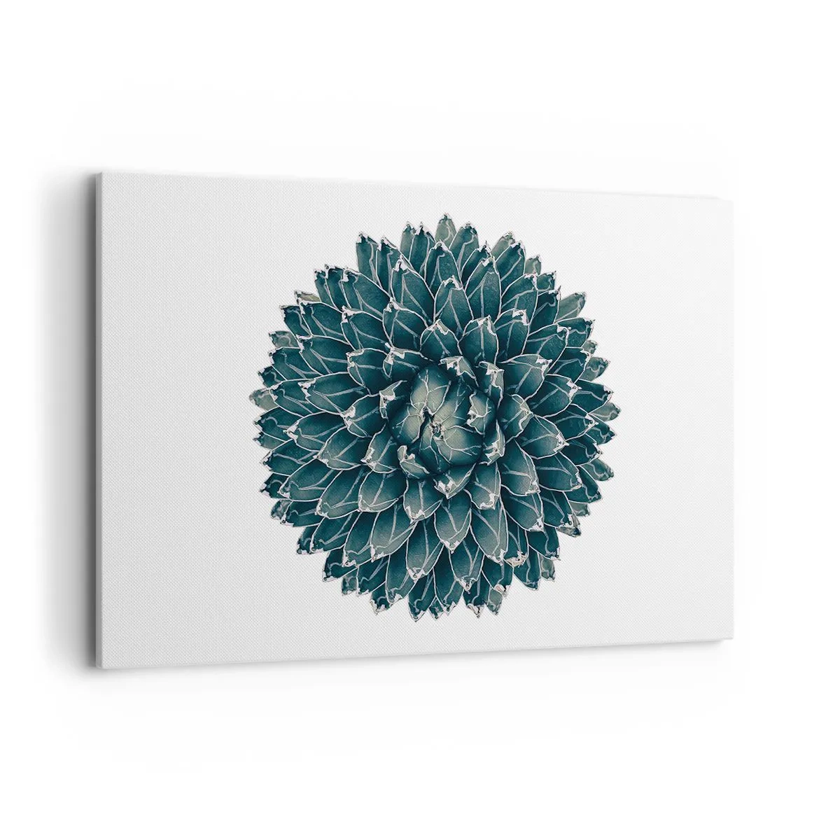 Obraz na płótnie - Symetryczna roślina sukulenta na białym tle - 120x80cm - Gwiazda pustyni - Nowoczesna dekoracja ścienna do salonu, kuchni i sypialni ARTTOR
