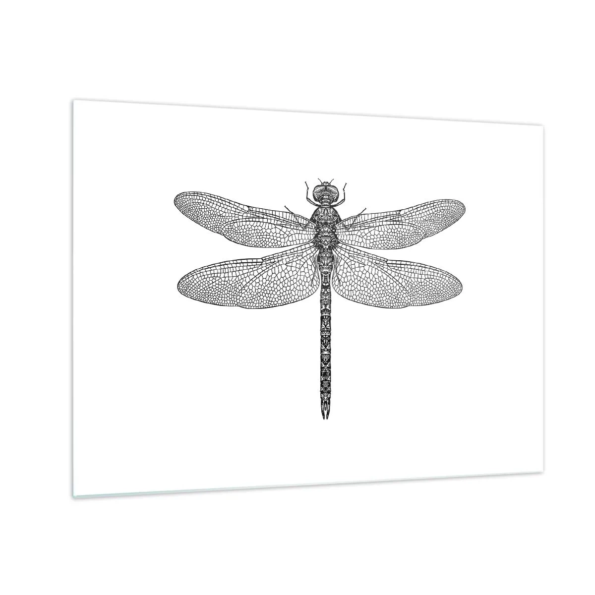 Obraz na szkle - Szczegółowa ilustracja ważki w stylu ryciny na białym tle - 70x50cm - Precyzja natury - Nowoczesna dekoracja ścienna do salonu i sypialni ARTTOR