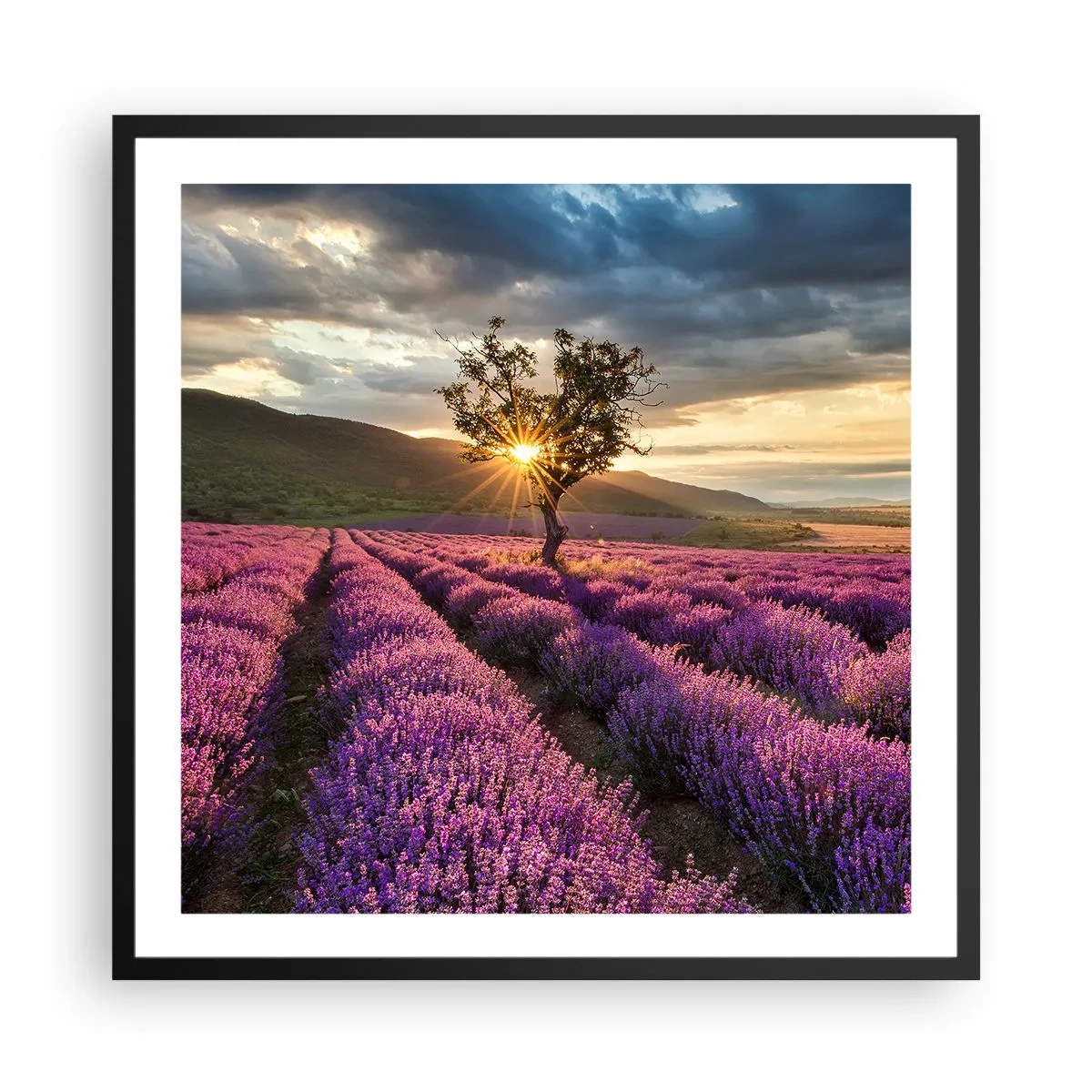 Plakat w czarnej ramie - Aromat w kolorze lila - 60x60 cm