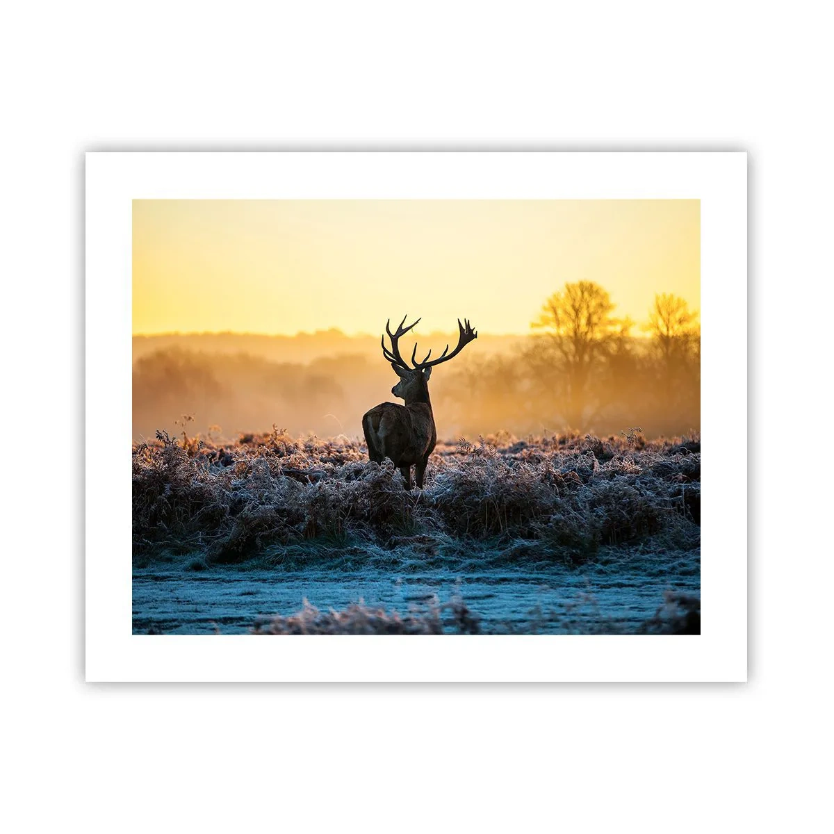 Plakat - Koronowany na swoich włościach - 50x40 cm