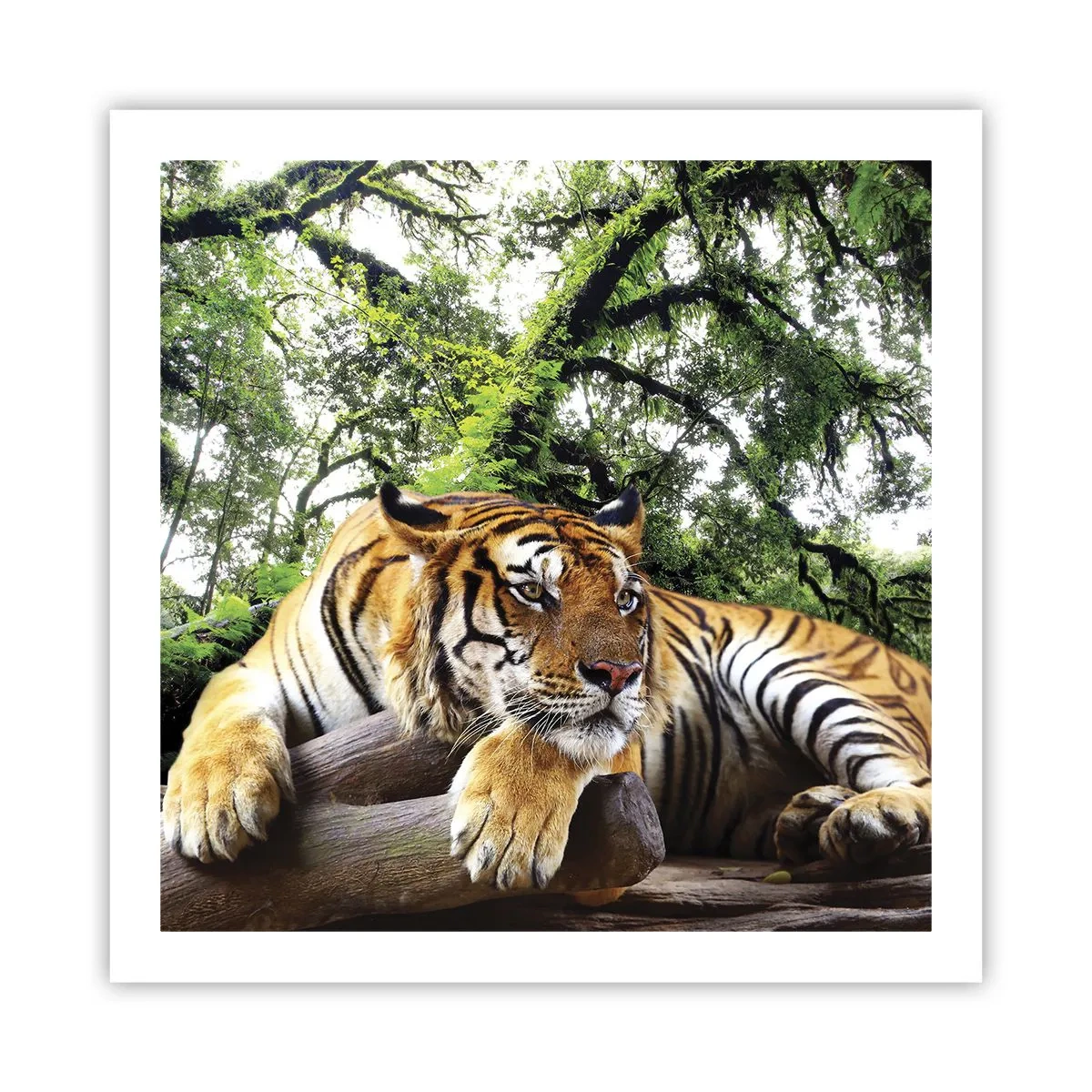 Plakat - Z wyrazami szacunku - 60x60 cm